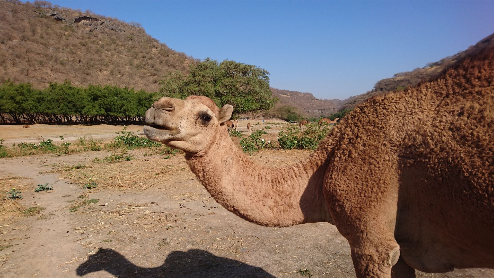 砂漠地帯の中の動植物の楽園 Wadi Darbatでラクダと戯れる